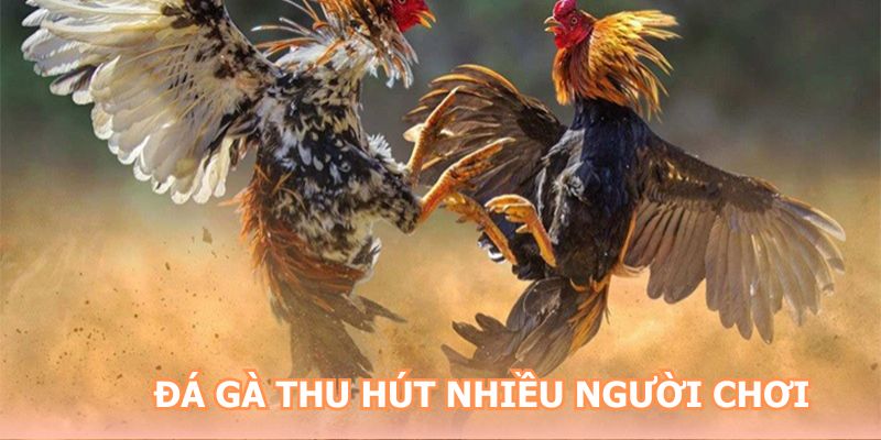 Đá gà NEW88 thu hút nhiều người chơi tham gia